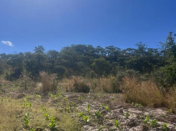 Farm & Agricultural Land