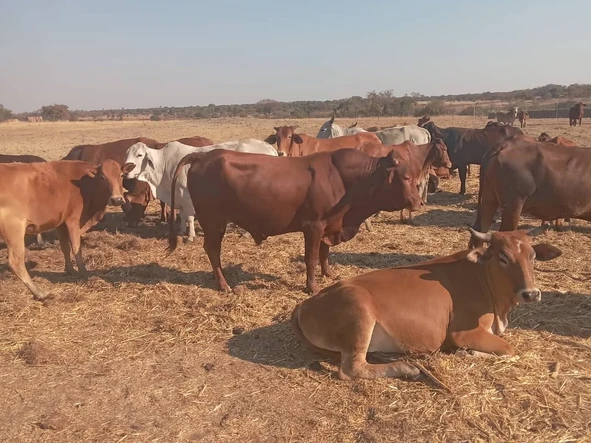 Farm & Agricultural Land